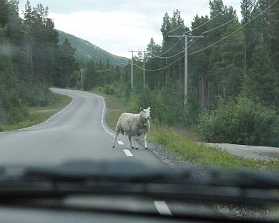 lange5 Bergschaap op de weg