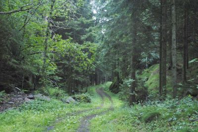mandal4 Wandeling door het bos