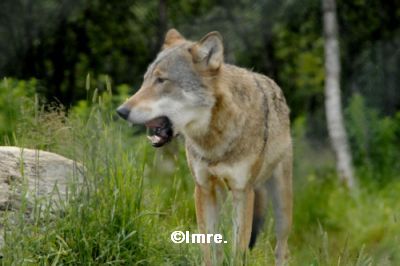wolf1