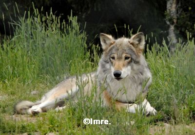 wolf3