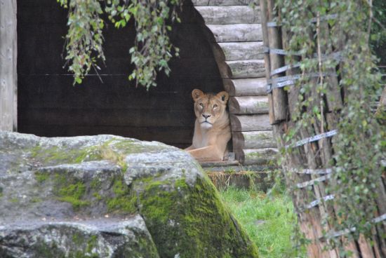 zoo1 Leeuwen in hun hokje